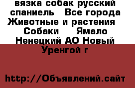 вязка собак русский спаниель - Все города Животные и растения » Собаки   . Ямало-Ненецкий АО,Новый Уренгой г.